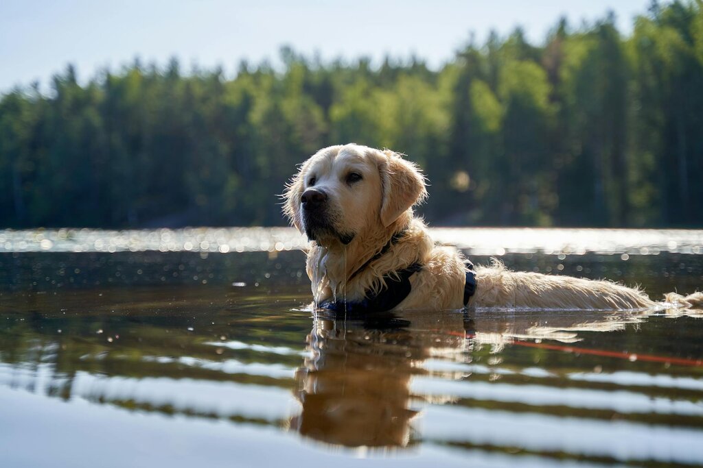 golden retriever in lake
