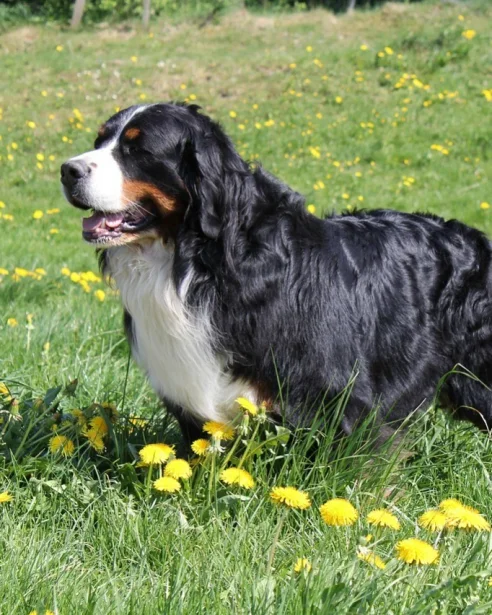 Bernese Mountain Dog standing in field