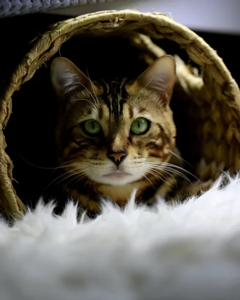 bengal cat in cat tunnel