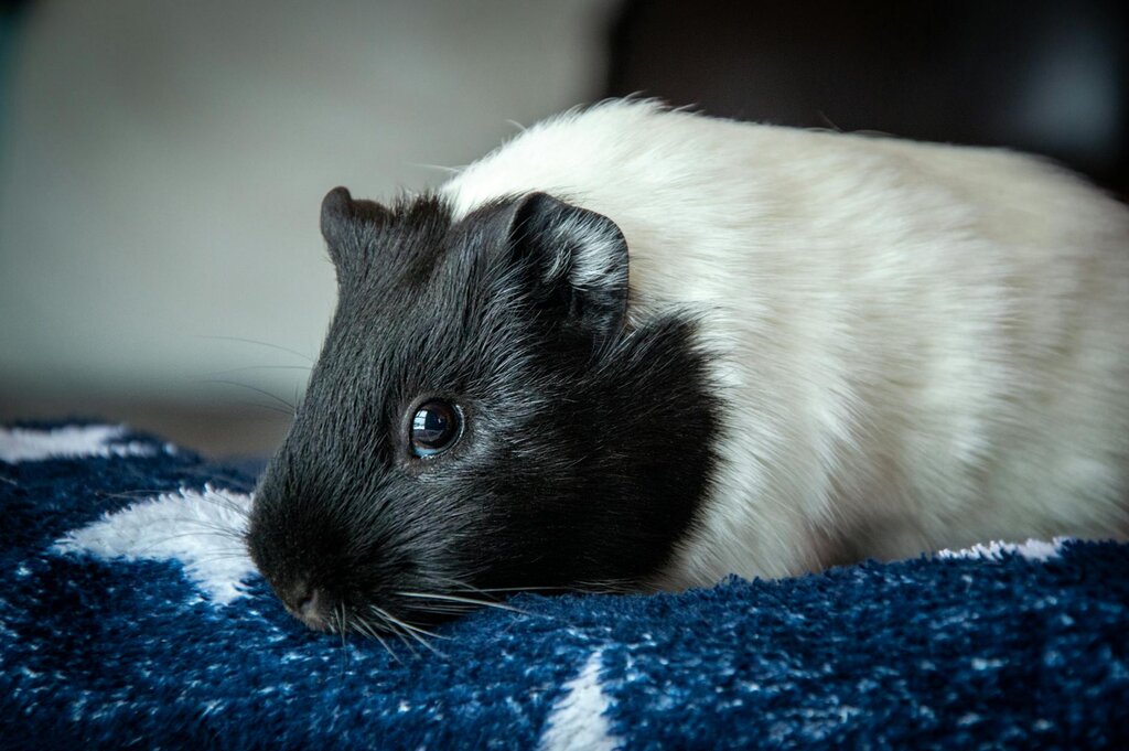 black and white guinea pig resting