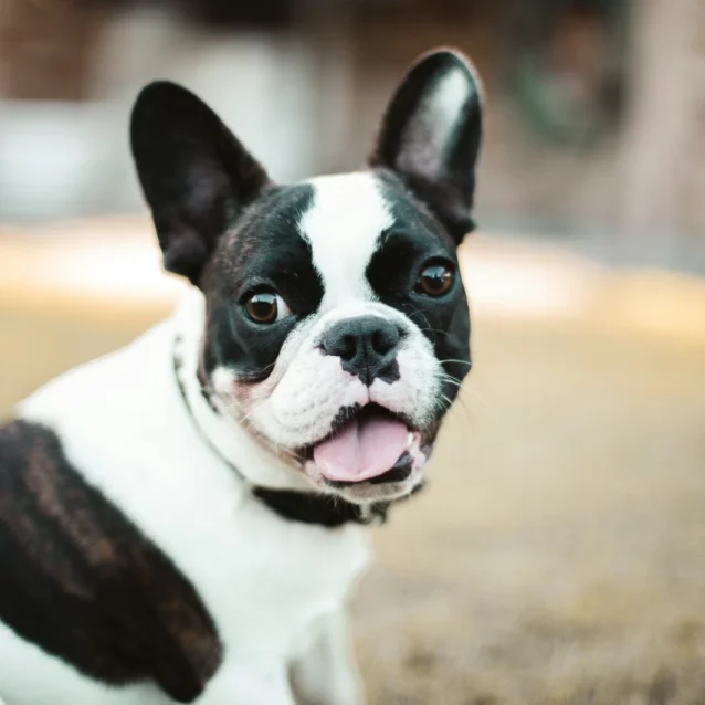 black and white french bulldog panting