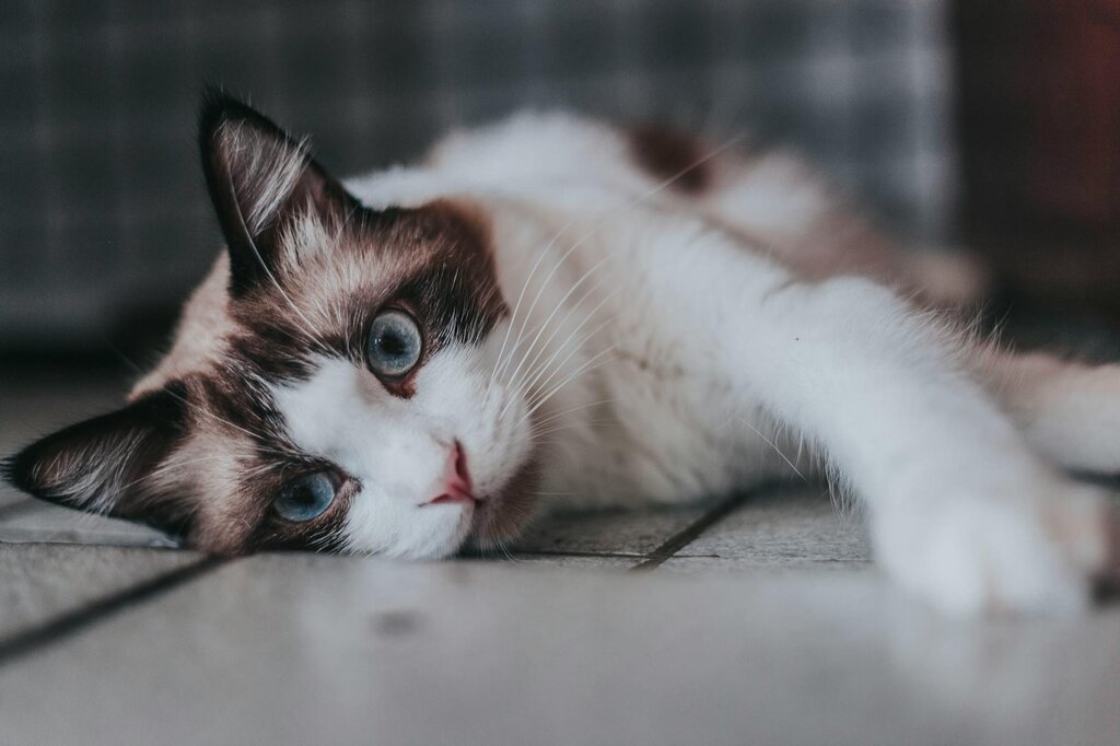 ragdoll cat lying on tiles