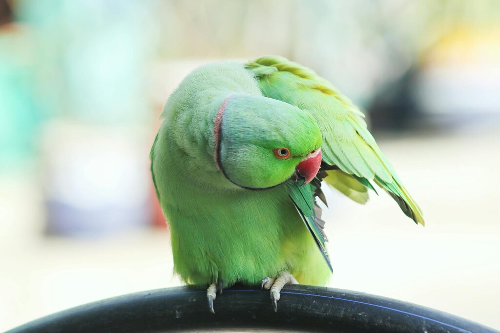 ringneck preening