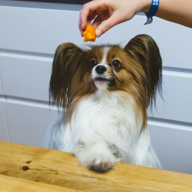 Papillon looking at treat