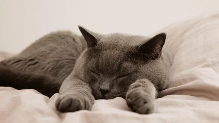 british shorthair cat sleeping on bed