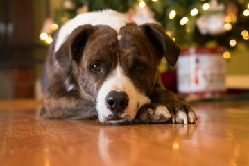 dog sitting in front of a lit up christmas tree 