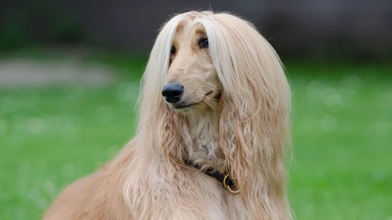 afghan hound lying on grass
