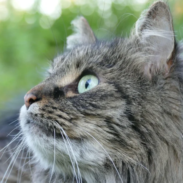 Tortie cat in lying on bed