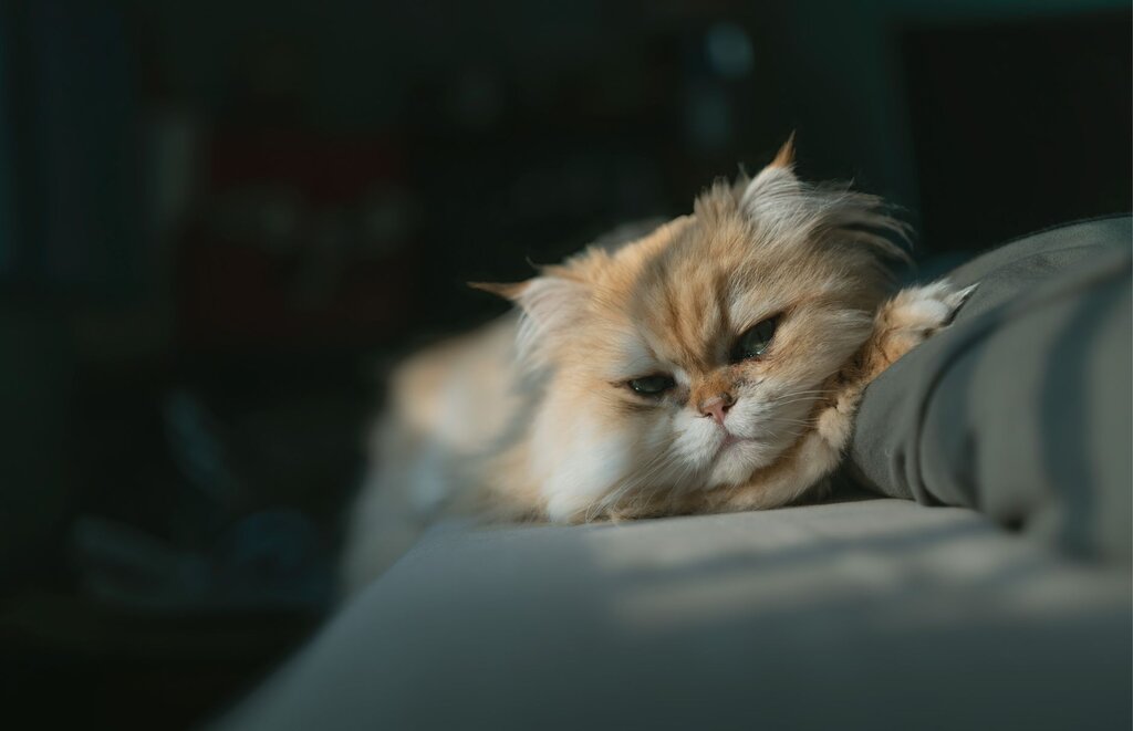 persian cat lying on sofa in sunlight