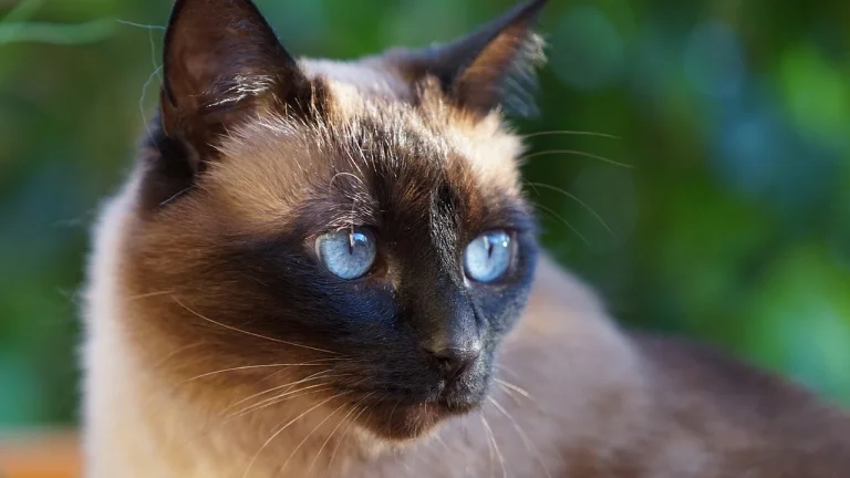 siamese cat close up