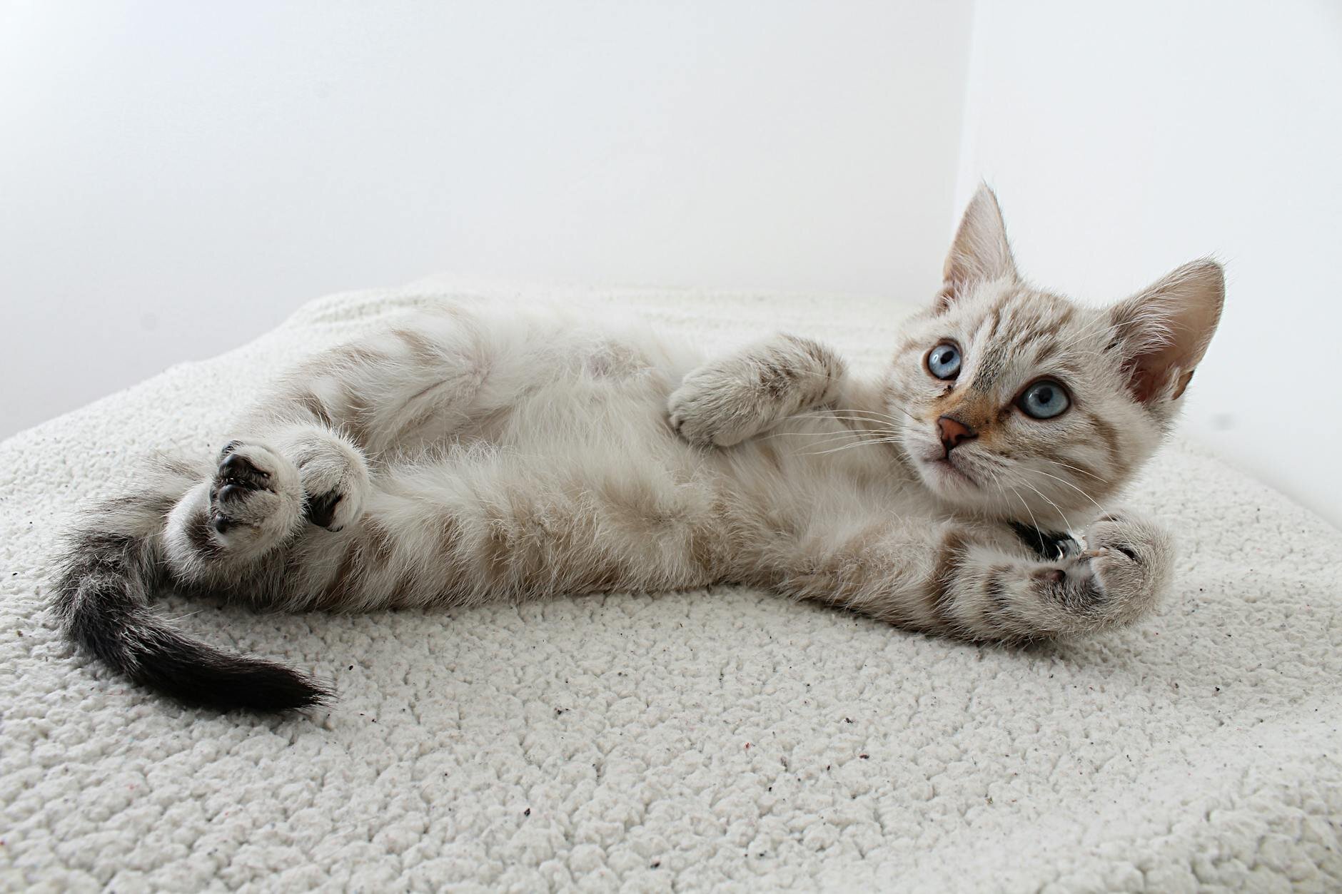 grey tabby kitten stretching out on bed