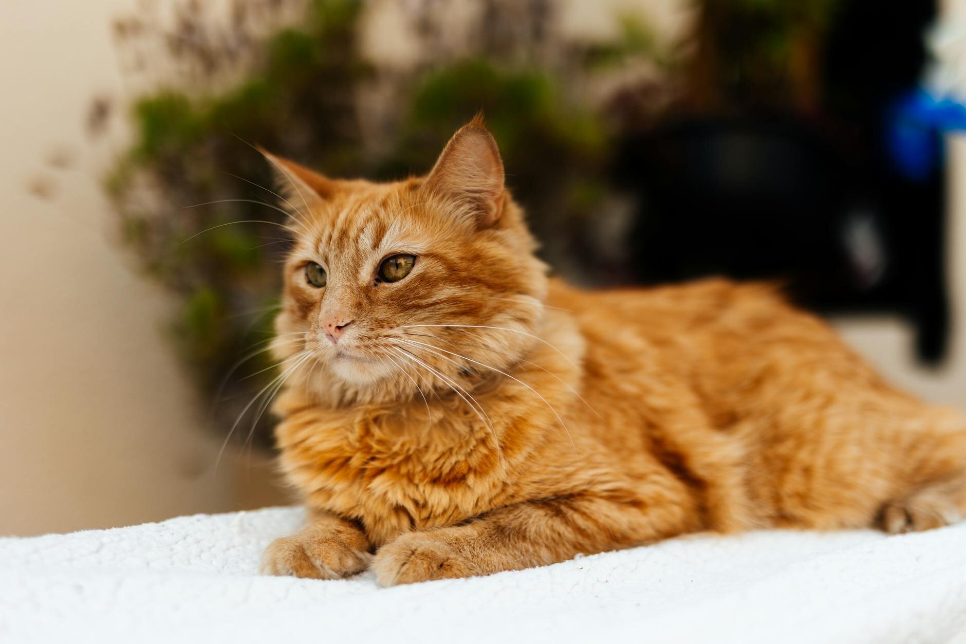 medium hair cat sitting on a bed 