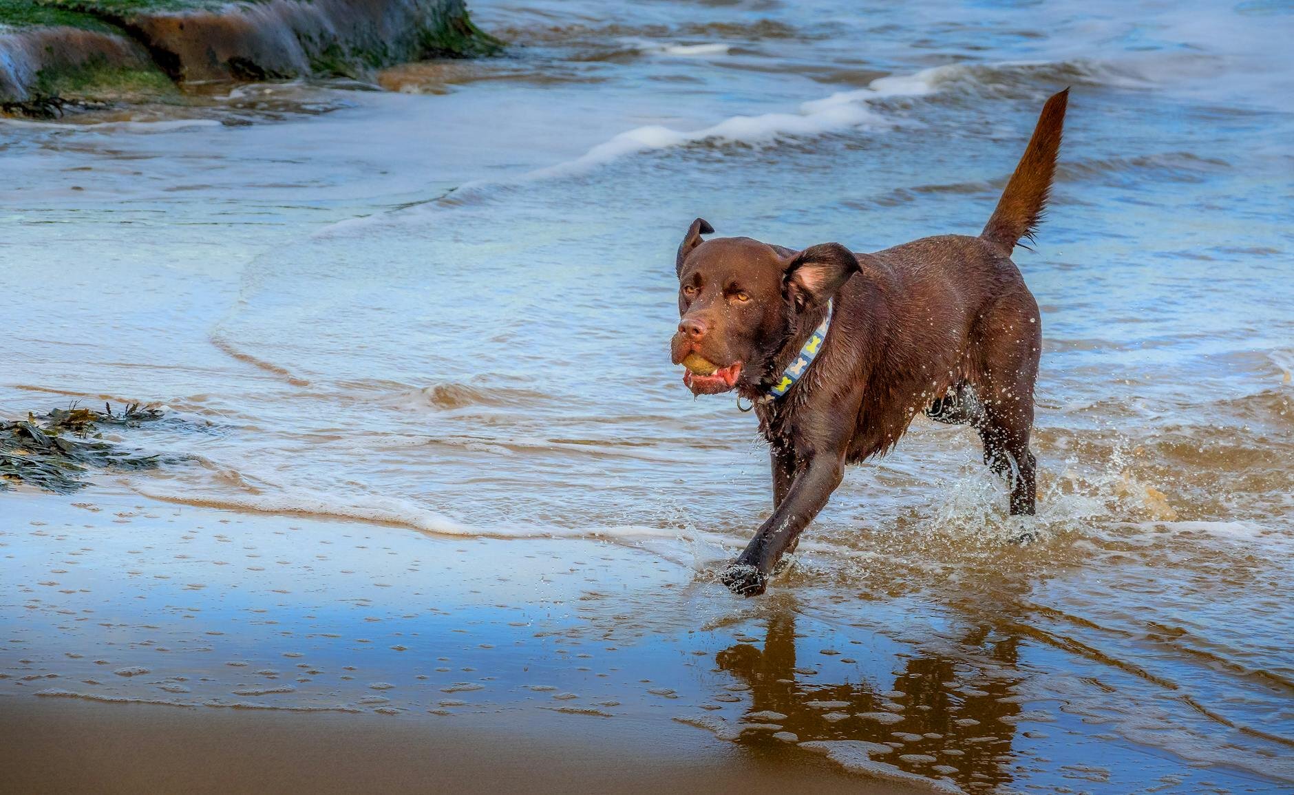 chocolate labrador running in water at the beach 