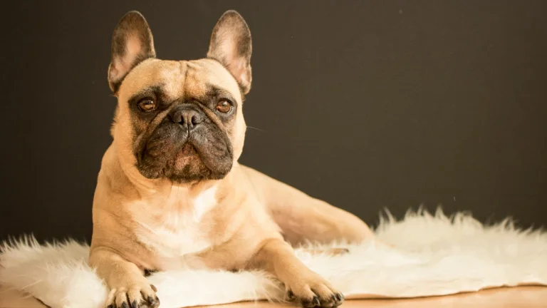 french bulldog lying on rug