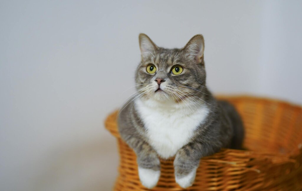 grey and white cat sitting in basket bed 