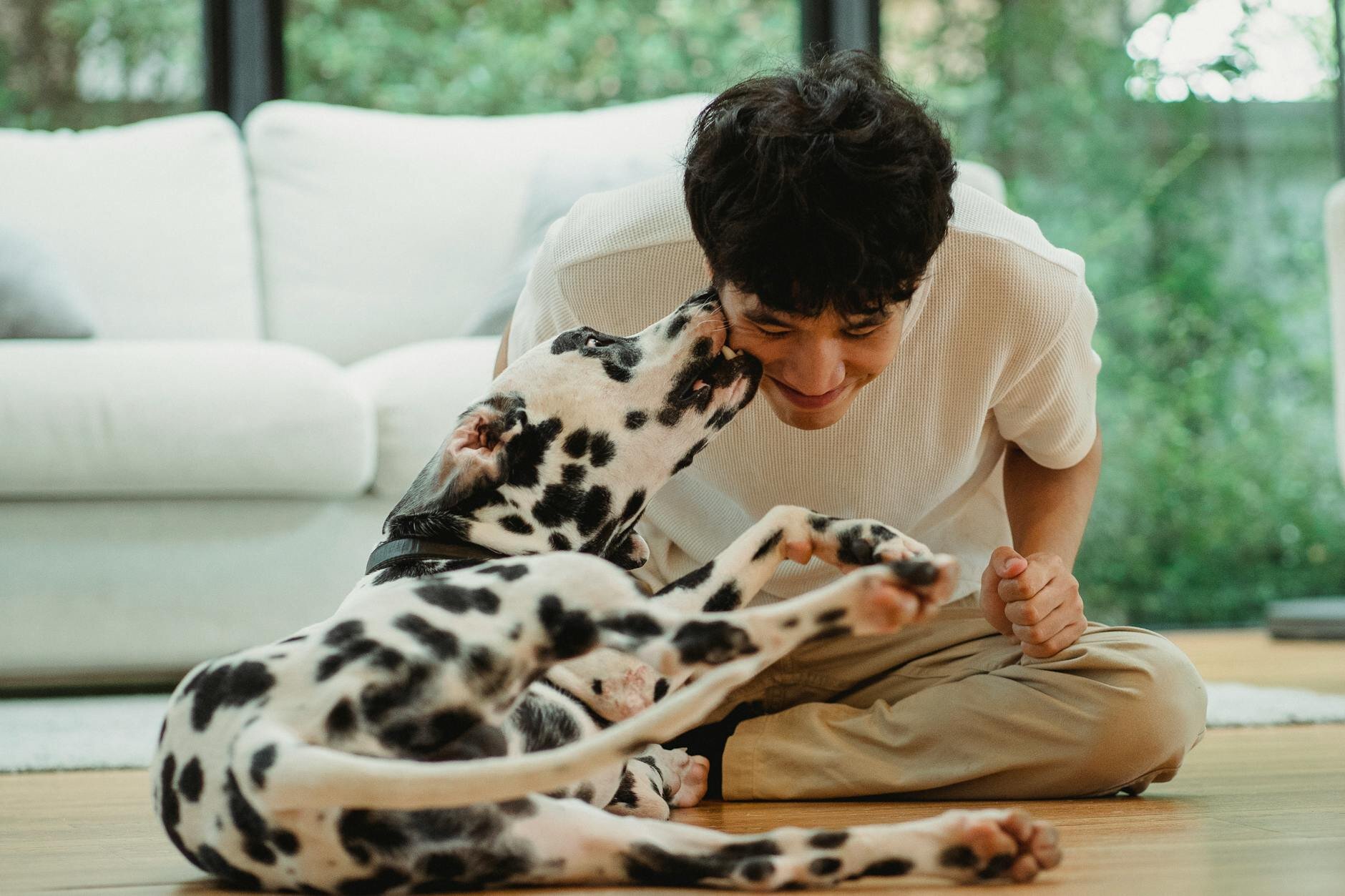 man playing with dalmatian dog inside