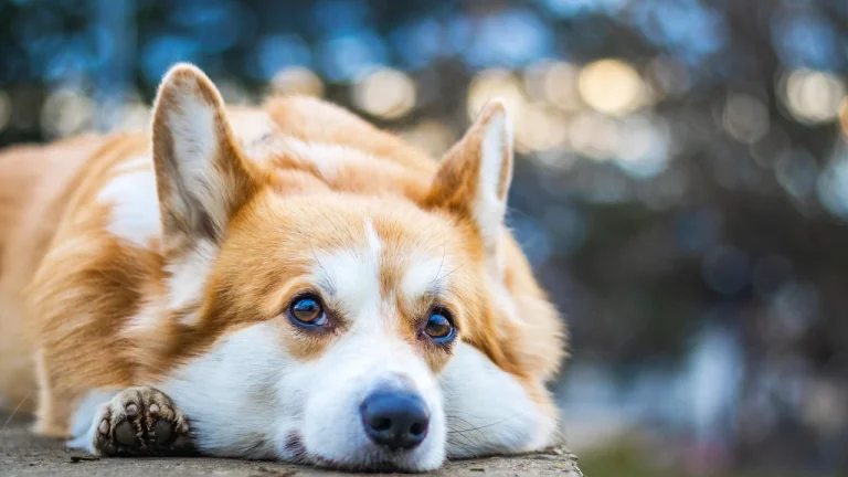 corgi laying on concrete outdoors