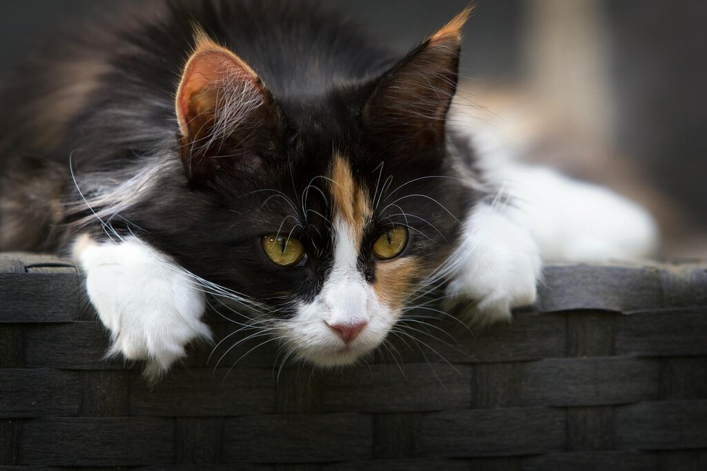 cat looking over basket