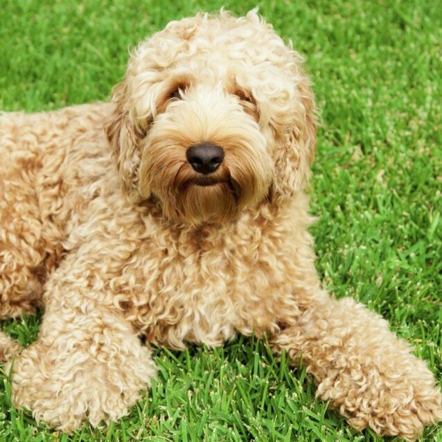 labradoodle lying on grass