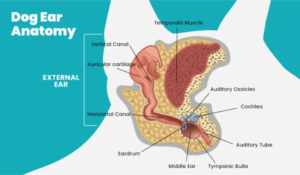 image of dog ear anatomy