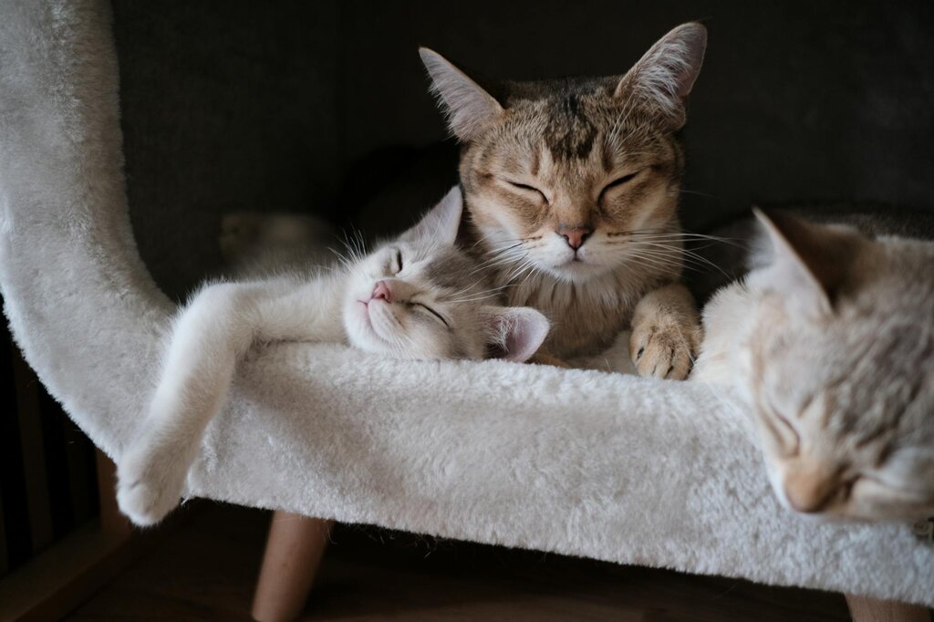 3 cats resting on cat tree