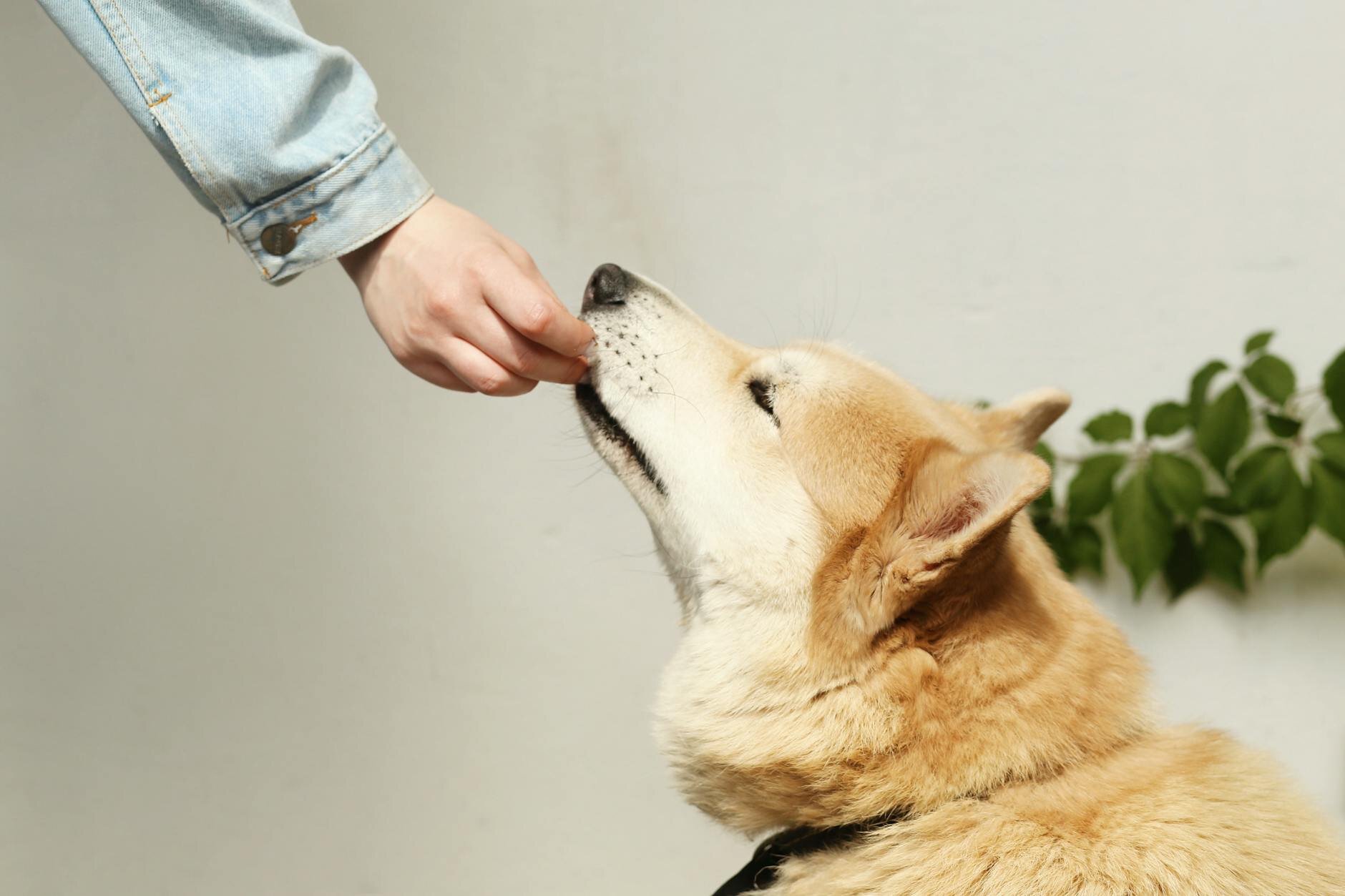 dog eating treat from human hand