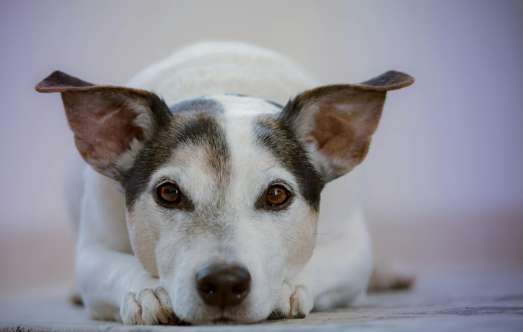 cute dog looking at the camera