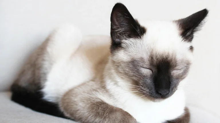 black and white image of siamese cat resting