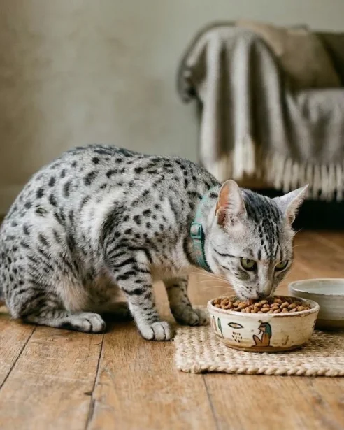 egyptian mau eating dry food