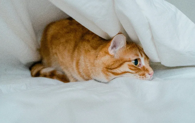 cat hiding under bed sheets