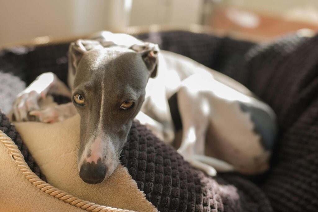 a grey and white greyhound looking at camera on a brown bed 