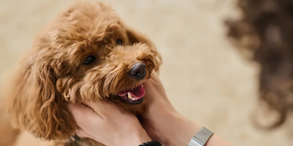 owner patting cavoodle