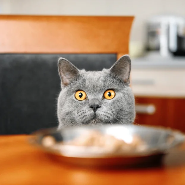 british shorthair looking at bowl of food