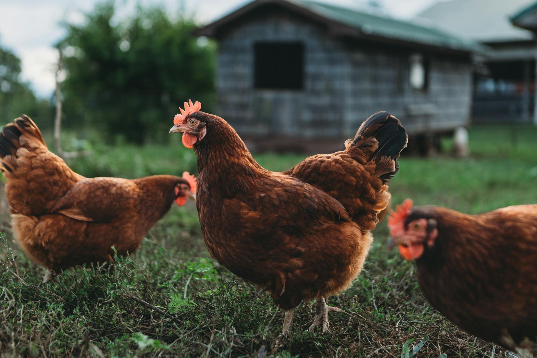 chickens free ranging in field with building in background