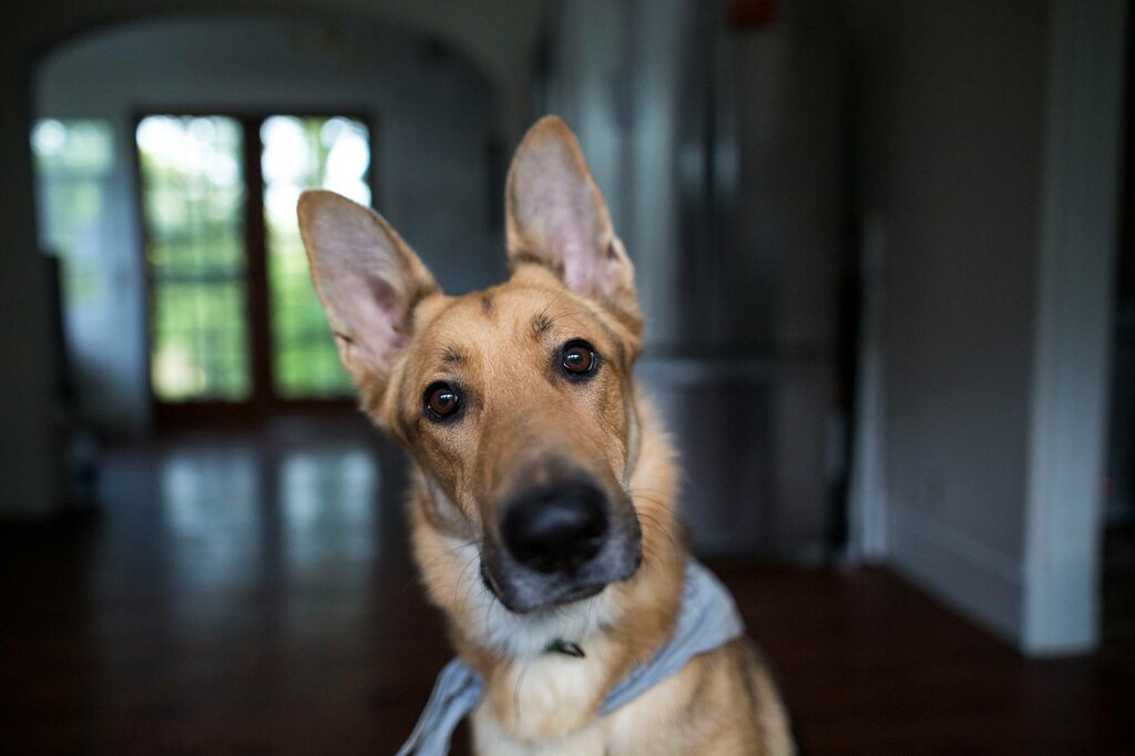 dog slightly cocking head at camera