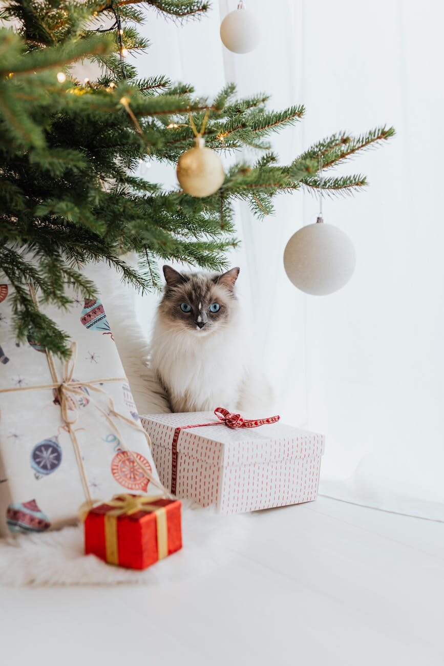 ragdoll cat sitting under Christmas tree with presents