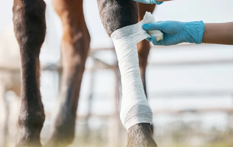 gloved human hand bandaging horse's leg