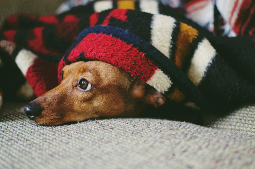 a brown dachshund poking it's head out from under a multi colour blanket 