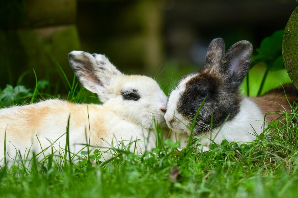 2 rabbits lying in grass together