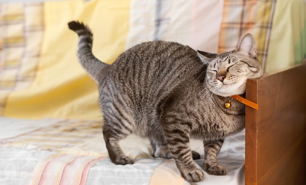 cat rubbing face