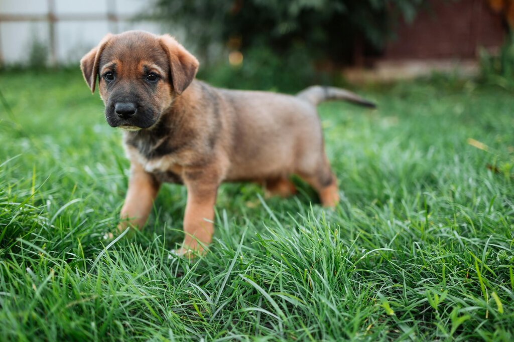 puppy peeing on grass