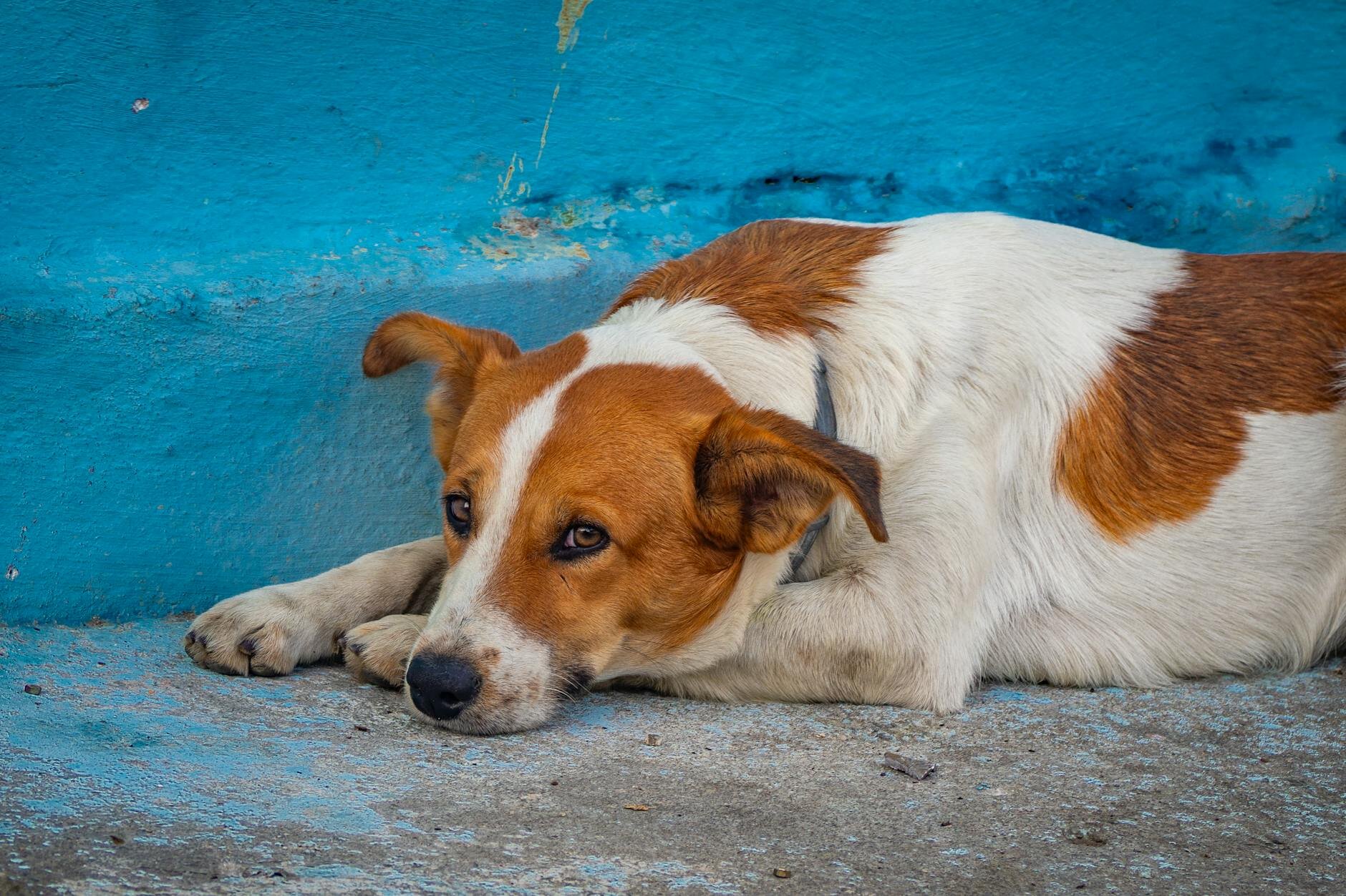 sad looking dog lying on concrete