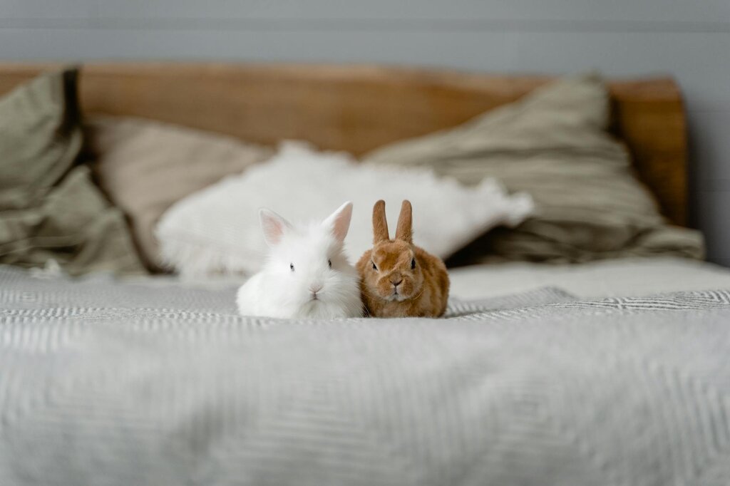 2 rabbits on bed