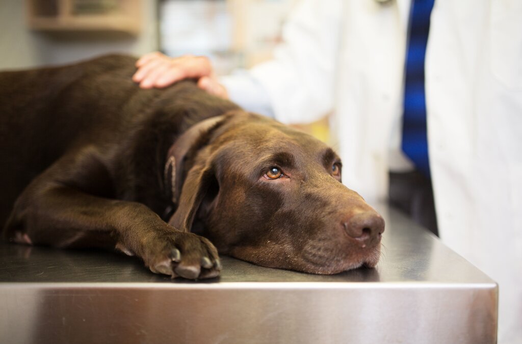 labrador sitting on vet examination table looking sad 