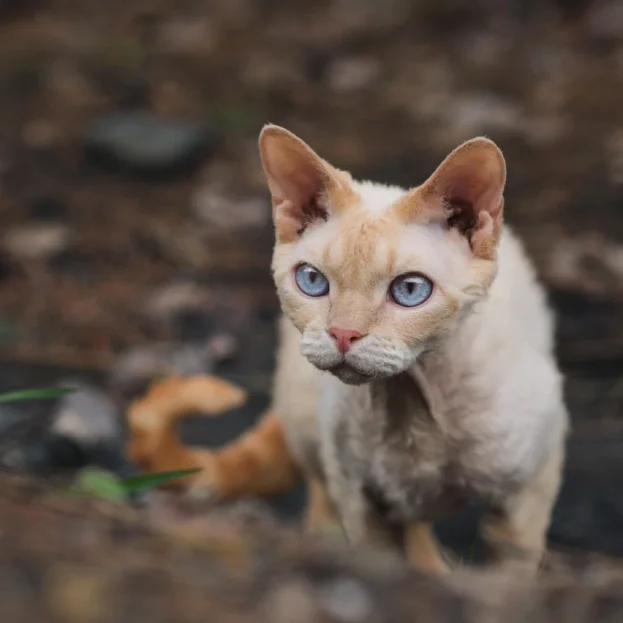 devon rex outdoors