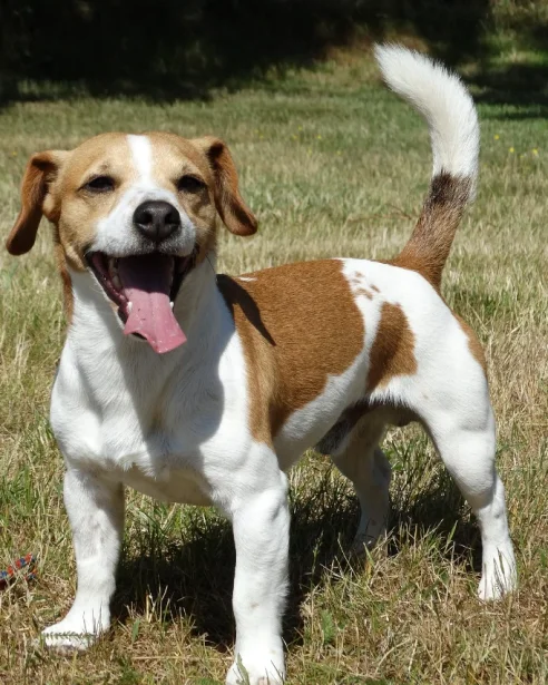 jack russell playing outdoors with balls