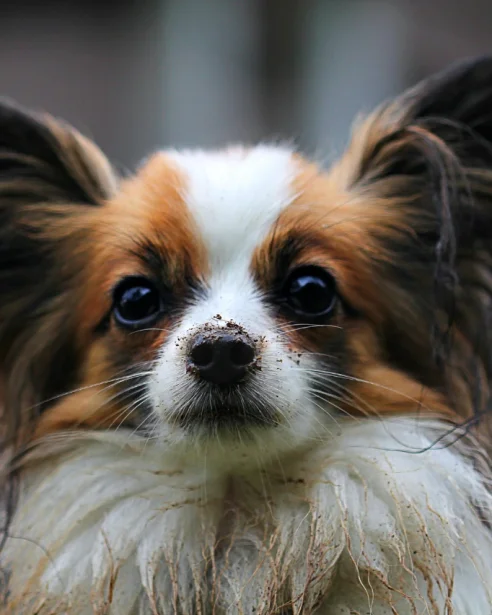 close up of pomeranian with dirty face