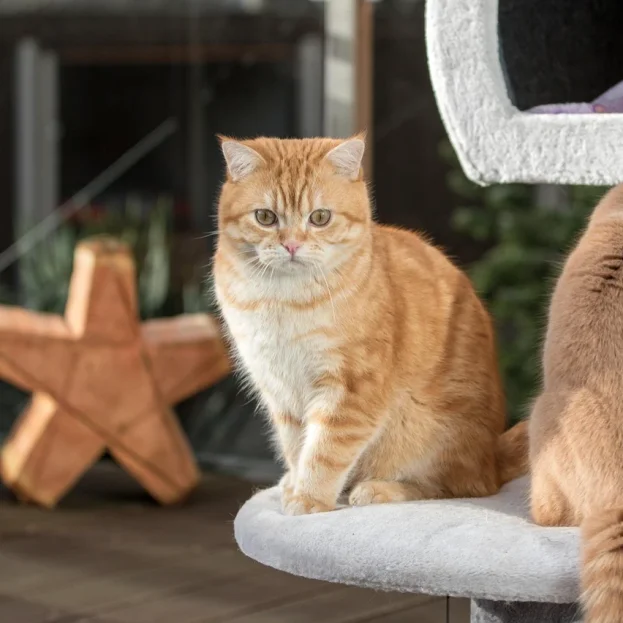 british shorthair cats sitting on cat tree