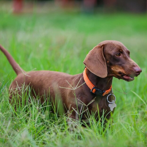 dachshund standing in long grass