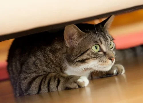 anxious cat hiding under bed